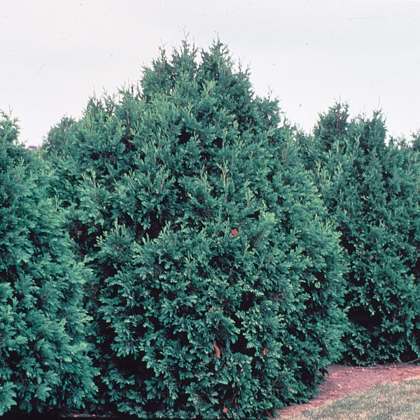 White Cedar Arborvitae 30 1016" Porcupine Hollow Farm