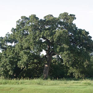 Bur Oak Tree 3-4'