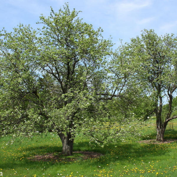 Lodi Apple Tree - Porcupine Hollow Farm