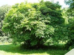 bladdernut tree
